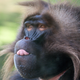 A mischievous-looking baboon that has not been implicated in any blackouts—yet. Image: Shriram Rajagopalan/Wikimedia